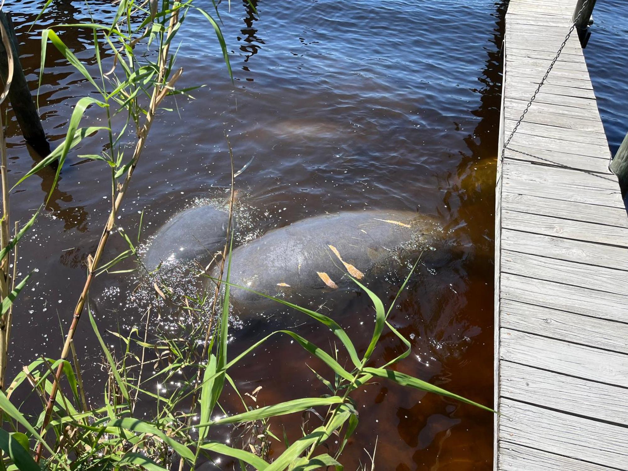 Stegbone'S Fish Camp And Resort Satsuma Екстер'єр фото