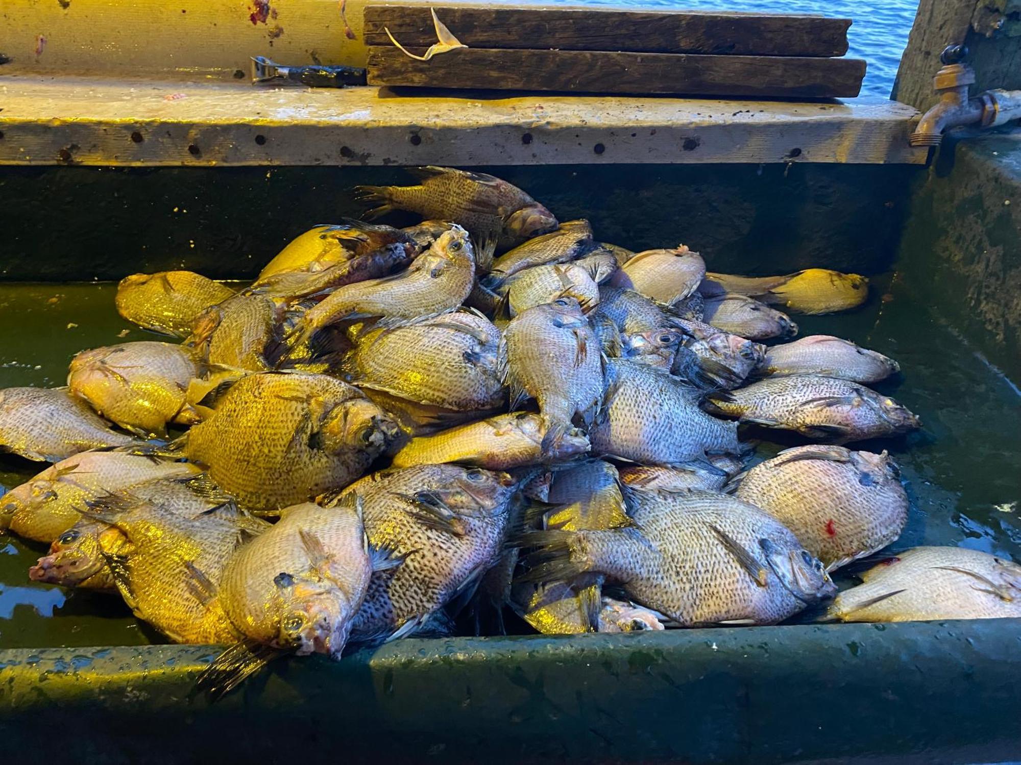 Stegbone'S Fish Camp And Resort Satsuma Екстер'єр фото